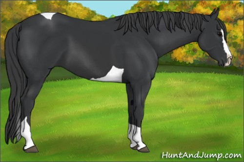 Horse Color:Black Splash Tobiano 