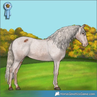 Horse Color:Chestnut Appaloosa 