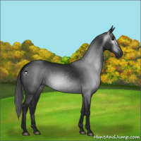 Horse Color:Gray Black 