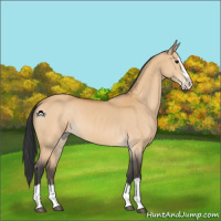 Horse Color:Bay Dun Splash 