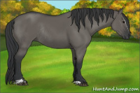 Horse Color:Grullo Sabino Rabicano 