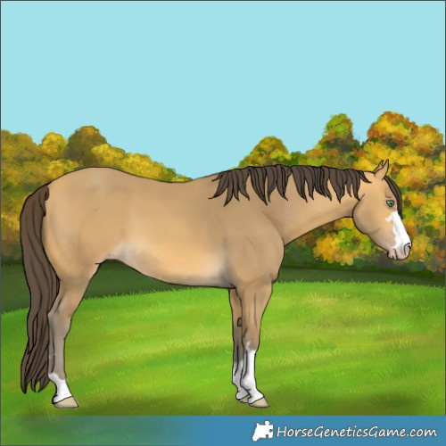 Horse Color:Sable Cream Champagne 