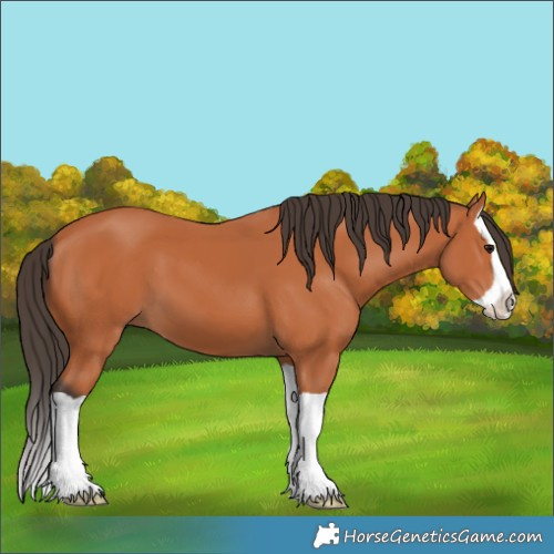 Horse Color:Bay Splash 
