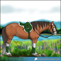 Horse Color:Bay Splash 