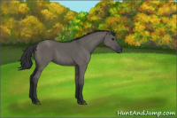 Horse Color:Grullo Sabino Rabicano 