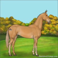 Horse Color:Palomino 
