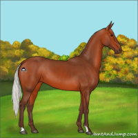 Horse Color:Silver Bay 