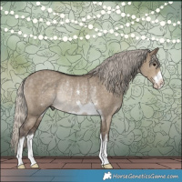Horse Color:Silver Smoky Grullo Rabicano