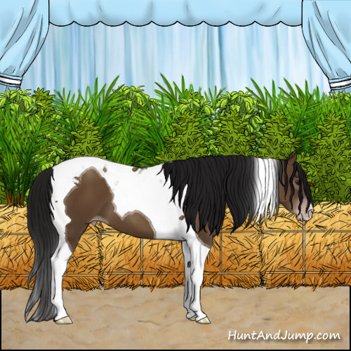 Horse Color:Gray Classic Champagne Tobiano 