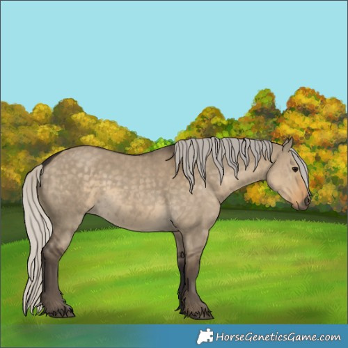 Horse Color:Silver Smoky Grullo 