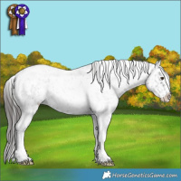 Horse Color:Blue Roan Tobiano Appaloosa Rabicano 