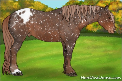 Horse Color:Liver Red Roan Appaloosa 
