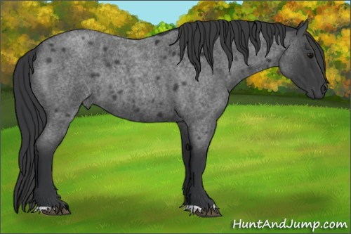Horse Color:Blue Roan Rabicano 