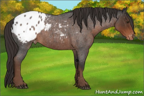 Horse Color:Liver Red Roan Appaloosa 