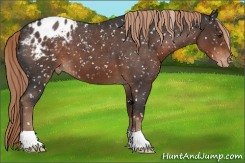 Horse Color:Liver Red Roan Appaloosa 