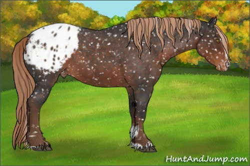 Horse Color:Liver Red Roan Sabino Appaloosa 