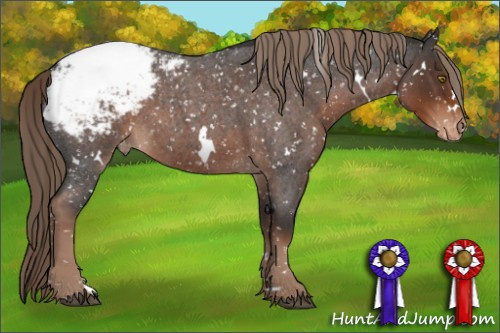 Horse Color:White Spotted Liver Red Roan Appaloosa Rabicano 