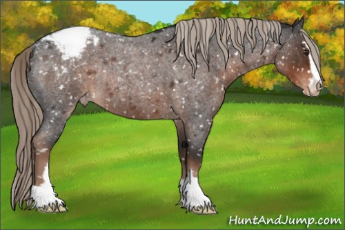 Horse Color:Liver Red Roan Sabino Appaloosa Rabicano 