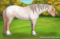 Horse Color:Gold Champagne Roan Appaloosa Rabicano 