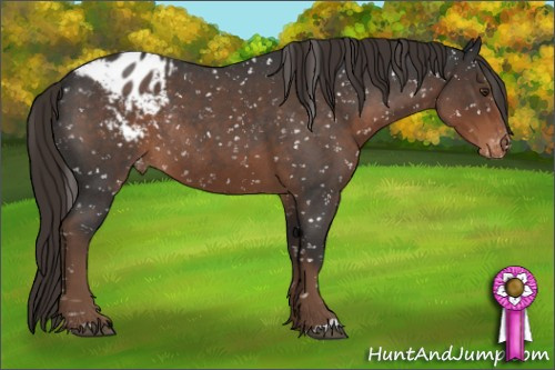Horse Color:Liver Red Roan Appaloosa Rabicano 