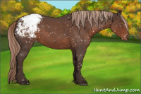 Horse Color:Liver Red Roan Sabino Appaloosa 