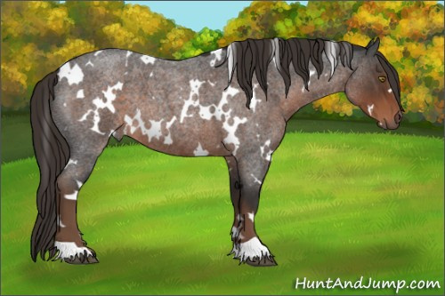 Horse Color:White Spotted Liver Red Roan 