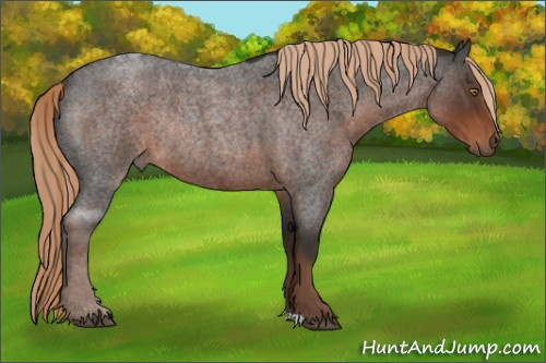 Horse Color:Liver Red Roan Rabicano 