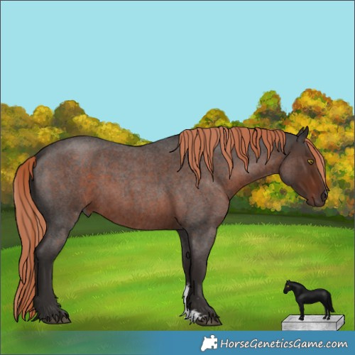 Horse Color:Liver Red Roan Sabino Rabicano 