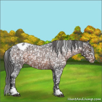 Horse Color:Brown Roan Sabino Appaloosa