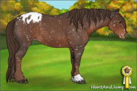 Horse Color:Liver Red Roan Appaloosa 