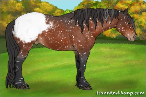 Horse Color:Brown Roan Appaloosa 