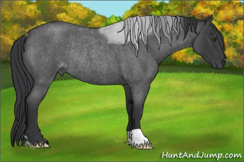 Horse Color:Blue Roan Rabicano 