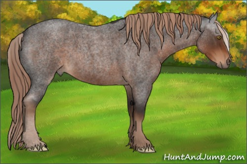 Horse Color:Liver Red Roan 