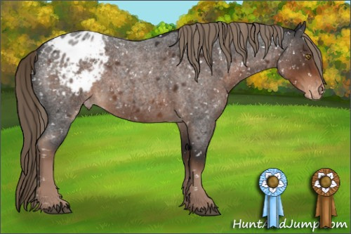 Horse Color:Liver Red Roan Appaloosa 