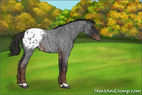 Horse Color:Liver Red Roan Appaloosa 