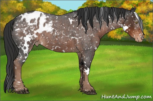 Horse Color:White Spotted Liver Red Roan Appaloosa Rabicano 