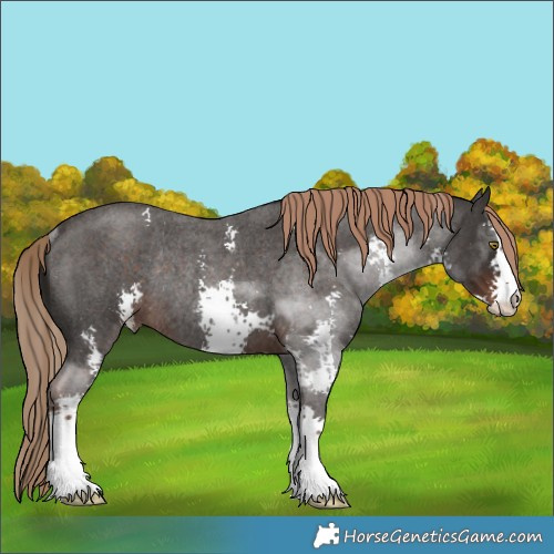 Horse Color:Liver Red Roan Sabino Rabicano 