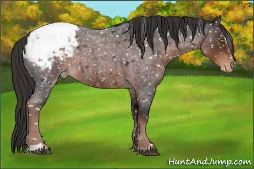 Horse Color:Liver Red Roan Sabino Appaloosa Rabicano 