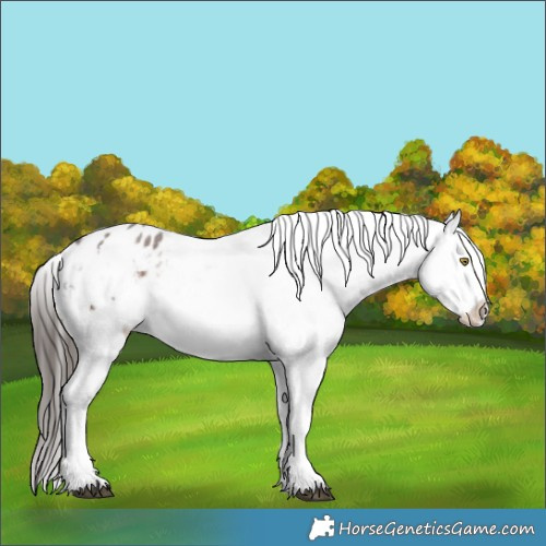 Horse Color:Liver Red Roan Sabino Appaloosa Rabicano 