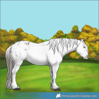 Horse Color:Liver Red Roan Sabino Appaloosa Rabicano 