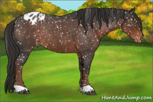Horse Color:Liver Red Roan Appaloosa Rabicano 