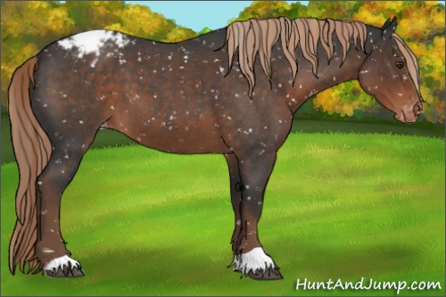 Horse Color:Liver Red Roan Appaloosa 