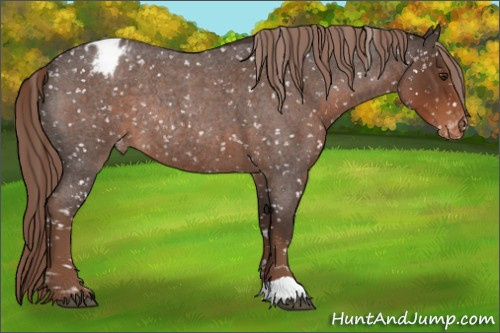 Horse Color:Liver Red Roan Appaloosa Rabicano 