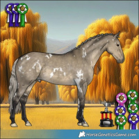 Horse Color:White Spotted Silver Smoky Grullo