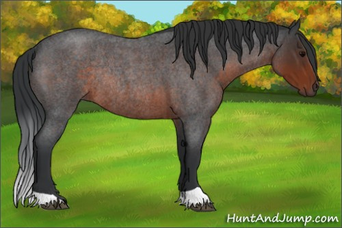 Horse Color:Brown Roan Rabicano 