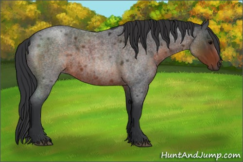 Horse Color:Brown Roan 
