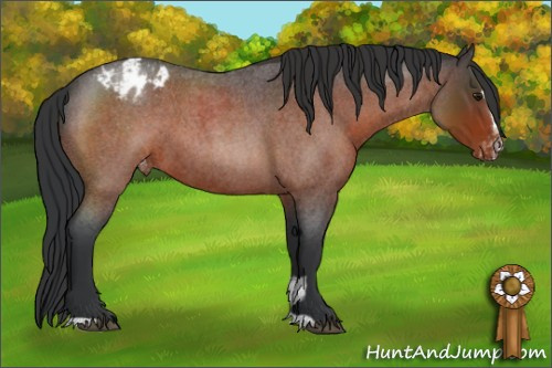 Horse Color:Brown Roan Sabino Appaloosa 