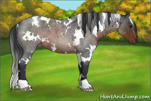 Horse Color:White Spotted Brown Roan 