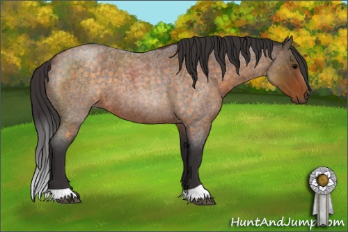 Horse Color:Buckskin Roan 