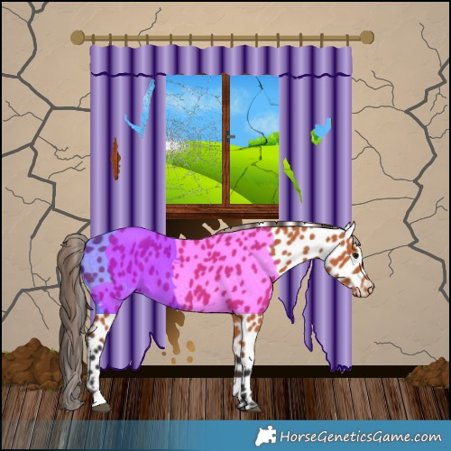 Horse Color:Bay Appaloosa 